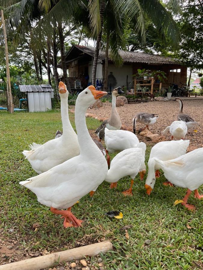 Suanglangna Lägenhet Phrae Exteriör bild